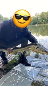 Sturgeon