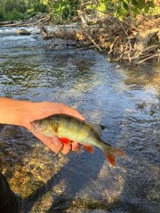 European Perch