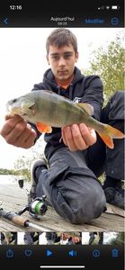 European Perch