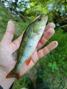 European Perch
