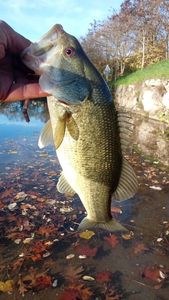 Largemouth Bass