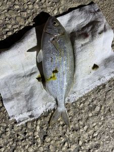 Salema