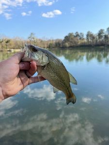 Largemouth Bass