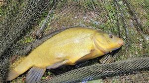 Tench