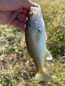 Largemouth Bass