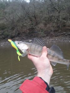 Zander