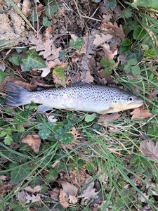 Brown Trout