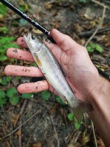 Brown Trout
