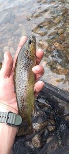 Brown Trout