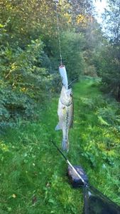 Largemouth Bass