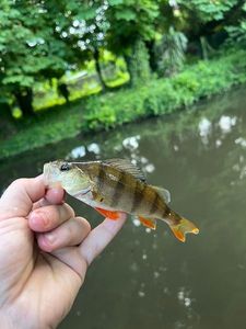 European Perch