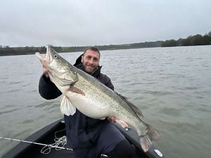 Zander