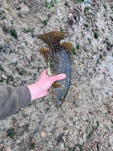Ballan Wrasse
