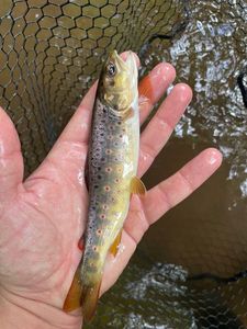 Brown Trout