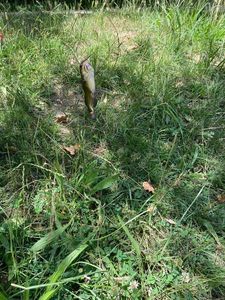 Black Bullhead