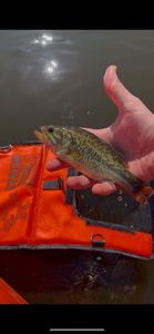 Largemouth Bass