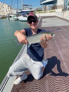 Thicklip Grey Mullet