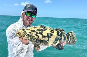 Goliath Grouper