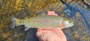 Rainbow Trout