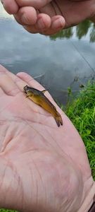 Black Bullhead