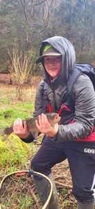 Rainbow Trout