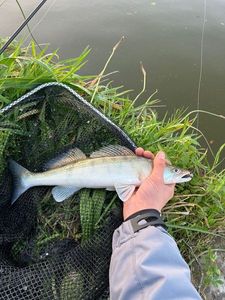 Zander