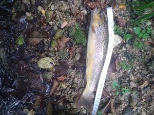 Brown Trout