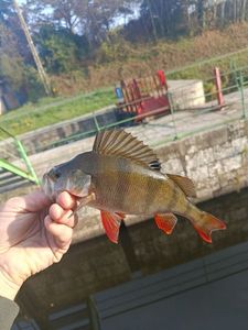 European Perch