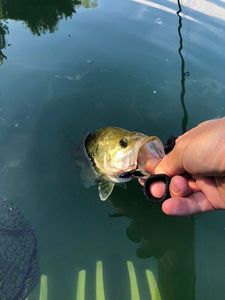 Largemouth Bass
