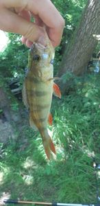 European Perch