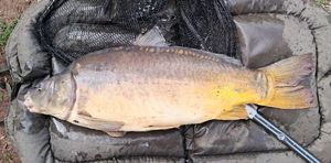 Mirror Carp