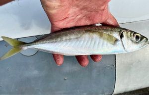 Atlantic Horse Mackerel