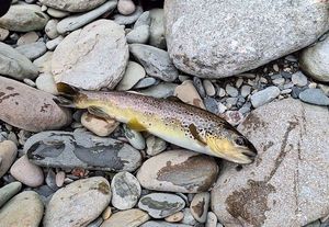 Brown Trout
