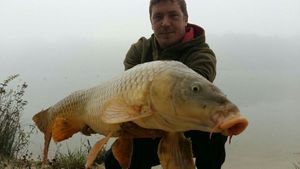 Common Carp