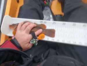 Ballan Wrasse