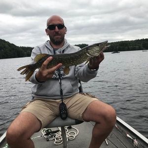 Northern Pike