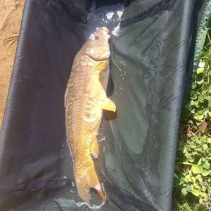 Mirror Carp