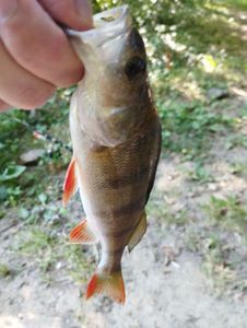 European Perch