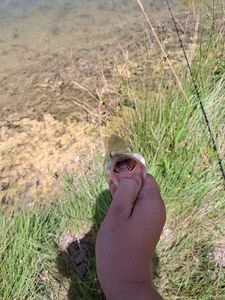 Largemouth Bass