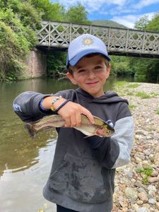 Rainbow Trout