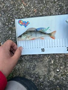 European Perch