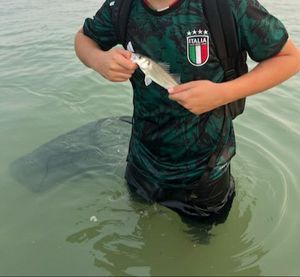 European Bass (Seabass)