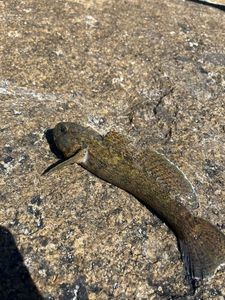 Black Goby