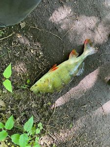 European Perch