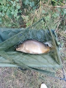 Leather Carp