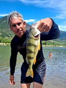 European Perch