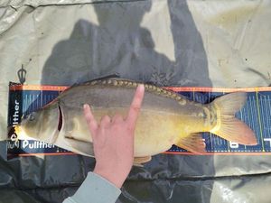 Mirror Carp