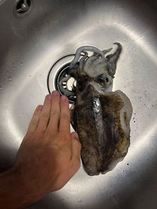 Common Cuttlefish