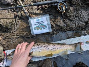 Brown Trout
