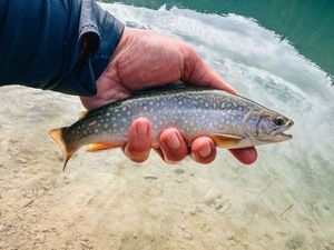 Brook Trout